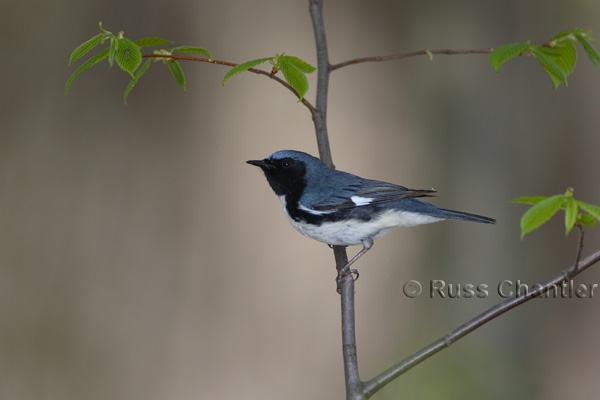 Black-throated Blue Warbler © Russ Chantler